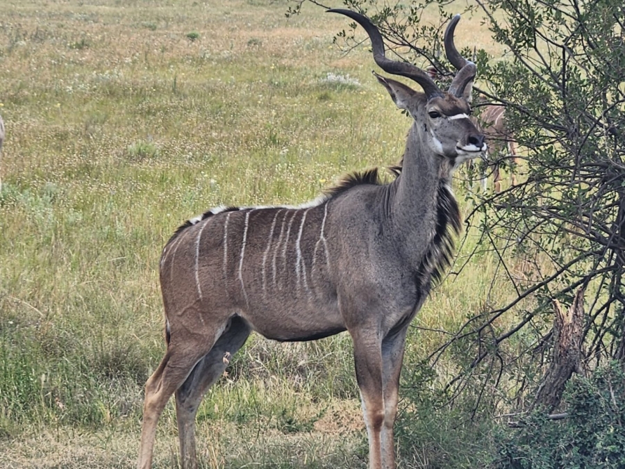 Commercial Property for Sale in Lekwena Wildlife Estate North West